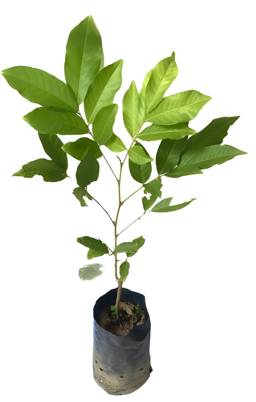 Rambutan Plant