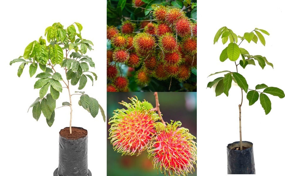 Rambutan Plant