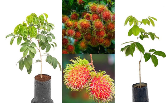 Rambutan Plant