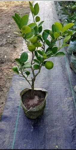 Seedless Lemon Plant