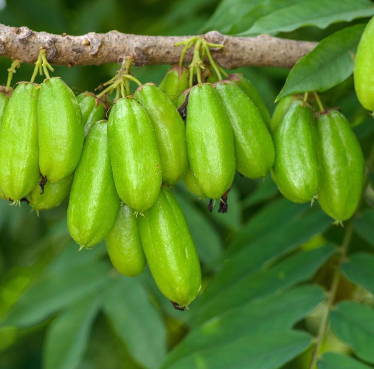 Averrhoa Bilimbi (Chemmeen Puli )