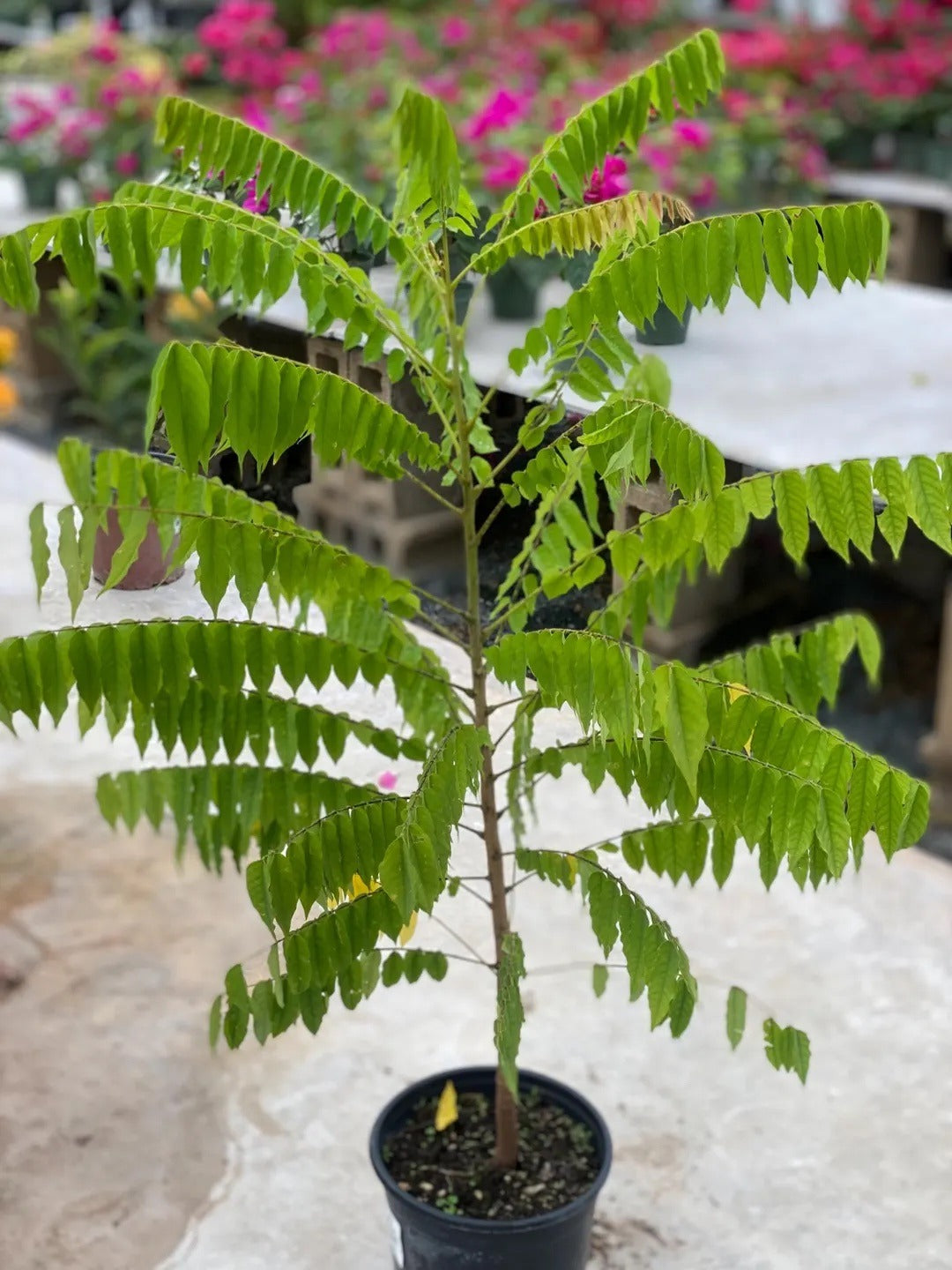 Averrhoa Bilimbi (Chemmeen Puli )