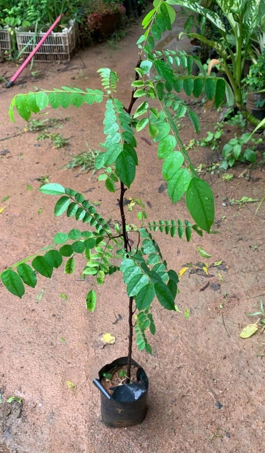 Averrhoa Bilimbi (Chemmeen Puli )