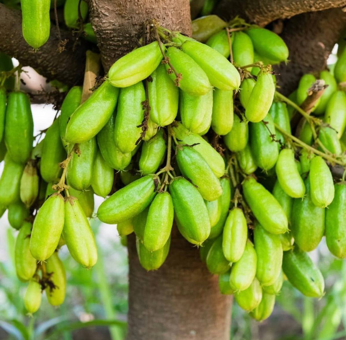 Averrhoa Bilimbi (Chemmeen Puli )