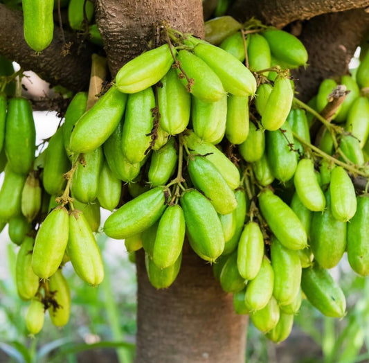 Averrhoa Bilimbi (Chemmeen Puli )
