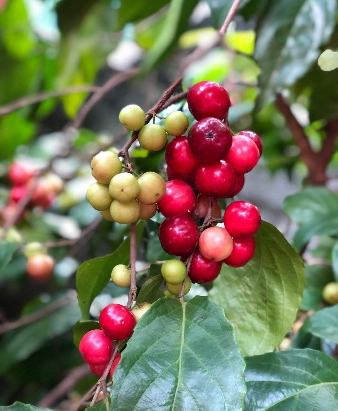 Lovelolika Flacourtia Jangomas (Indian Plum)