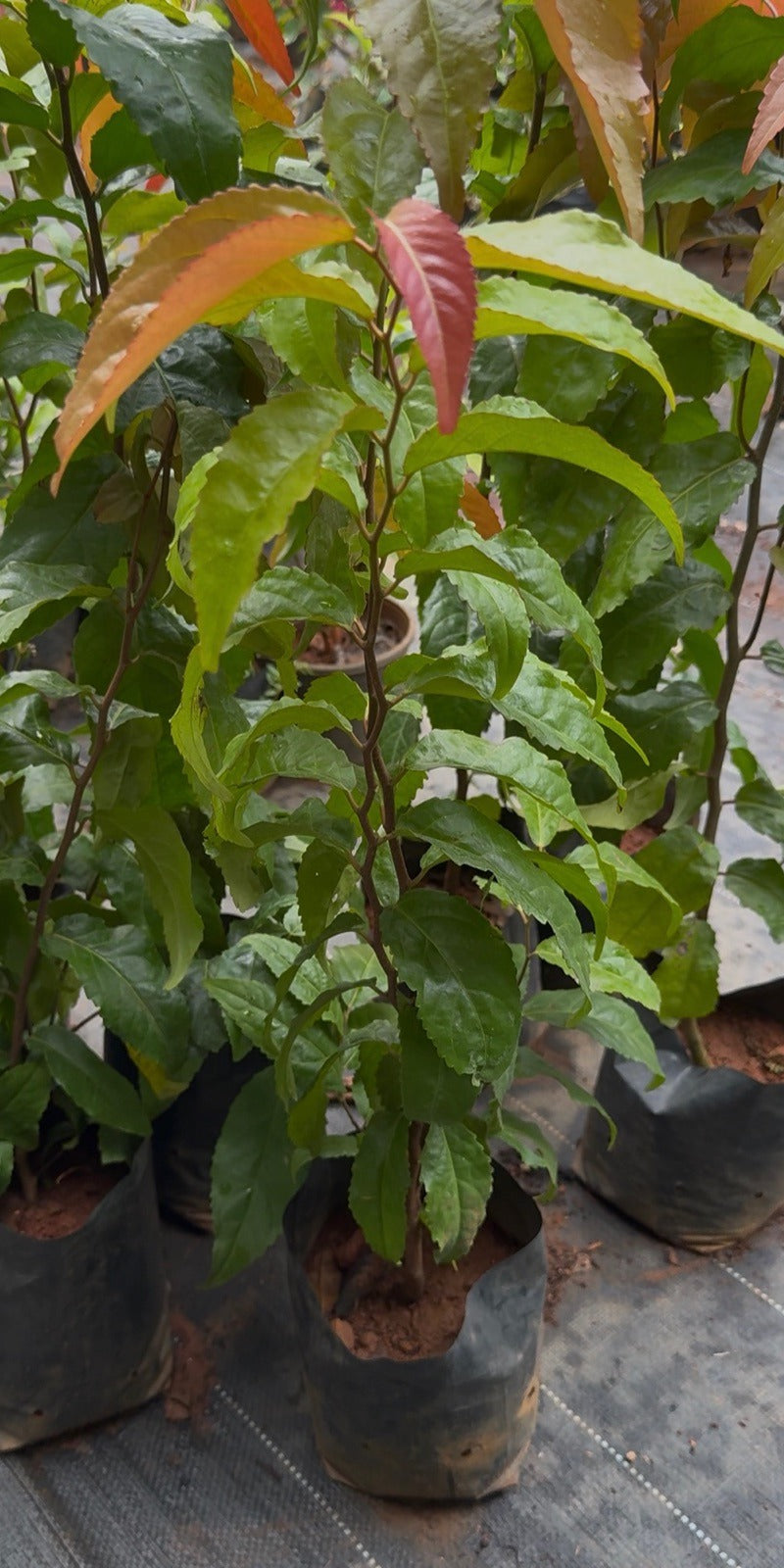 Lovelolika Flacourtia Jangomas (Indian Plum)