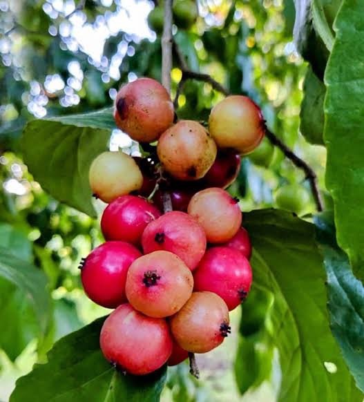 Lovelolika Flacourtia Jangomas (Indian Plum)