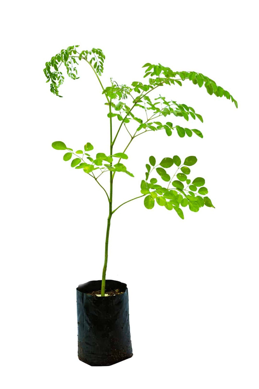 Drumstick (Chedi Muringa)