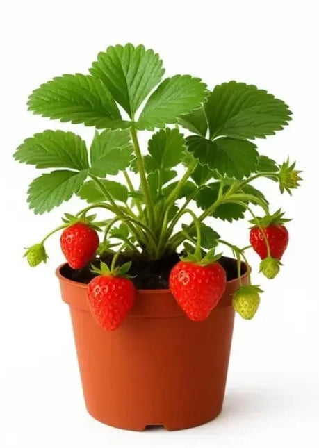 Strawberry Plant