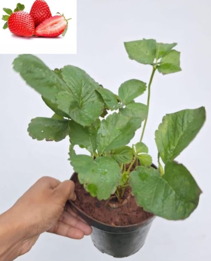 Strawberry Plant
