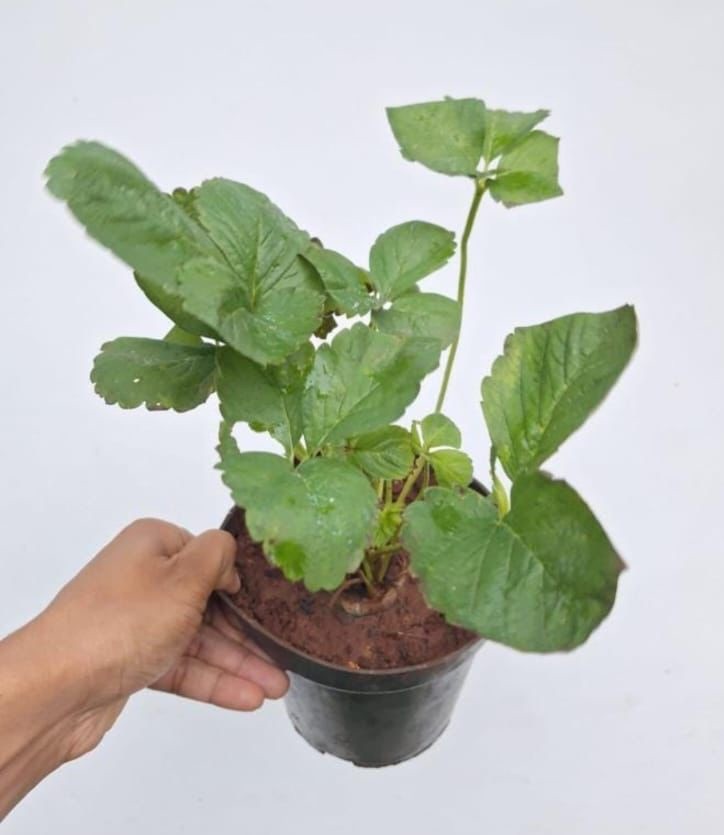 Strawberry Plant