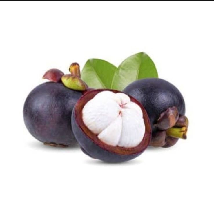 Mangosteen Plant (Garcinia Mangostana)