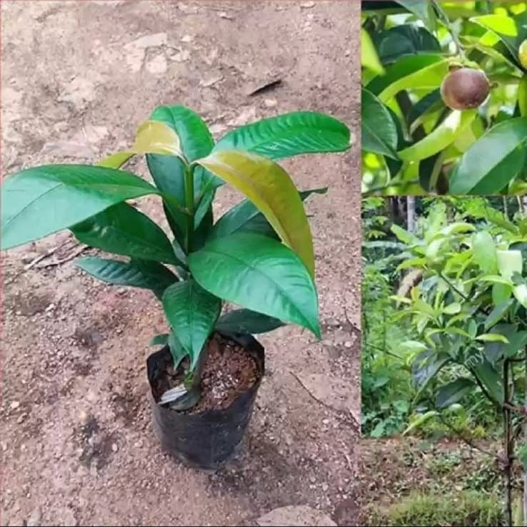 Mangosteen Plant (Garcinia Mangostana)