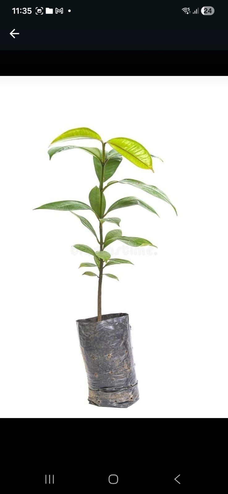 Mangosteen Plant (Garcinia Mangostana)