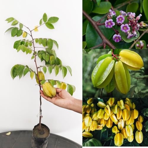 Star Fruit Plant (Averrhoa Carambola)