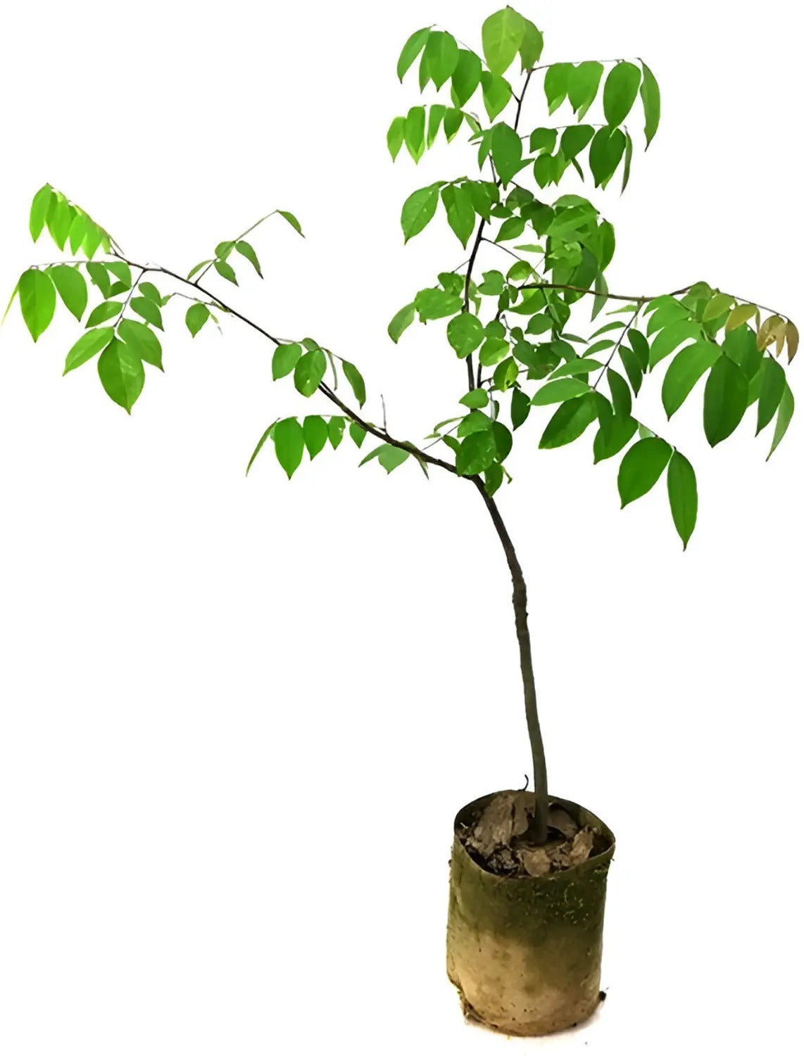 Star Fruit Plant (Averrhoa Carambola)