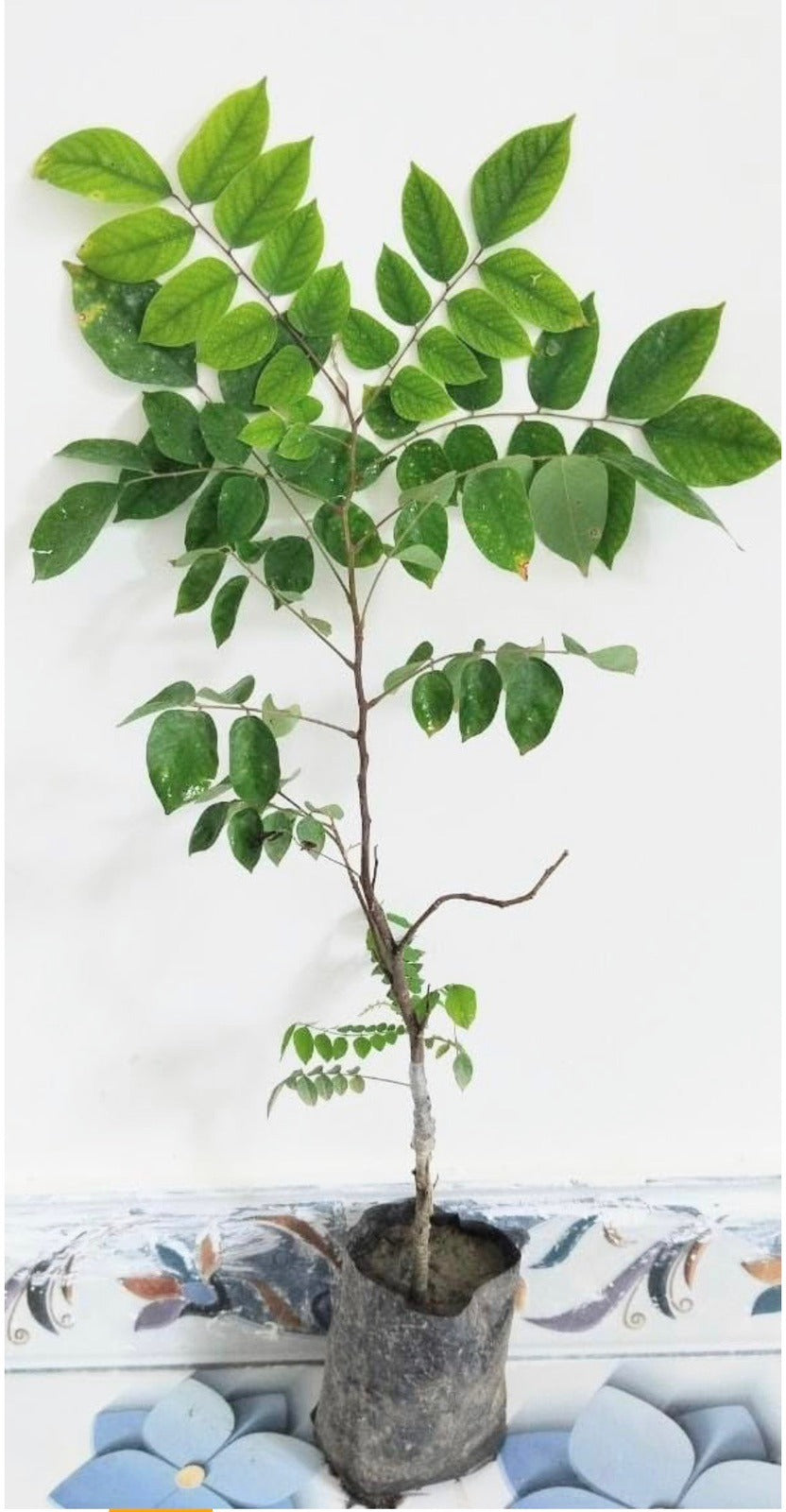 Star Fruit Plant (Averrhoa Carambola)