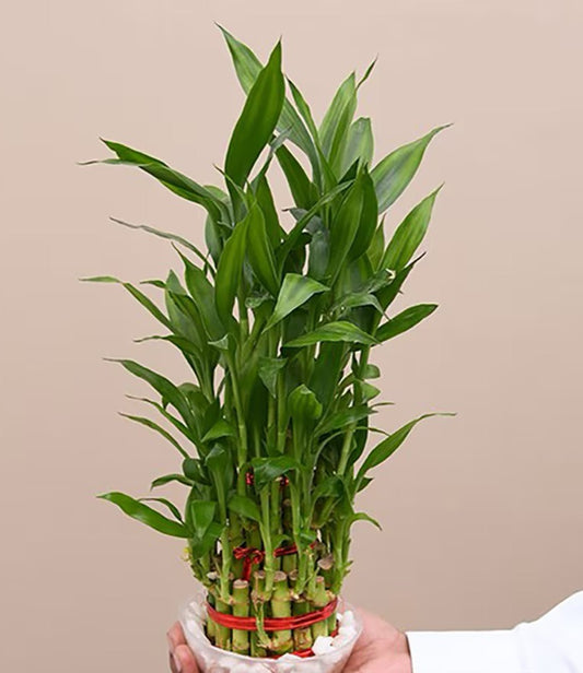 3 Layer Lucky Bamboo (Dracaena Sanderiana)