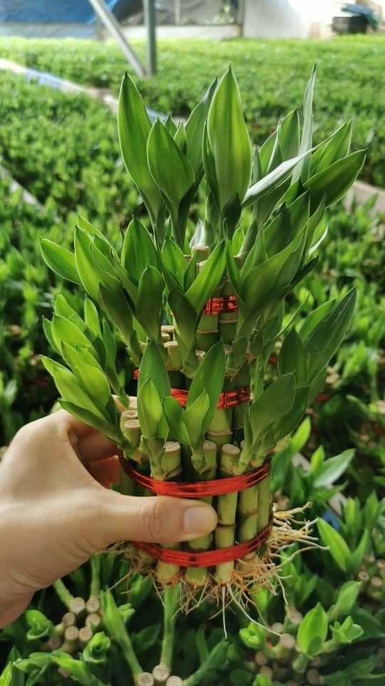 3 Layer Lucky Bamboo (Dracaena Sanderiana)