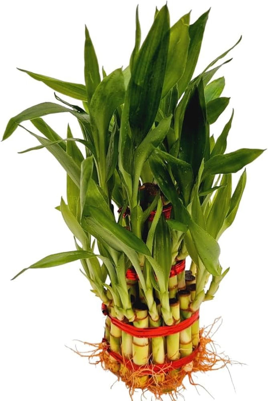 3 Layer Lucky Bamboo (Dracaena Sanderiana)