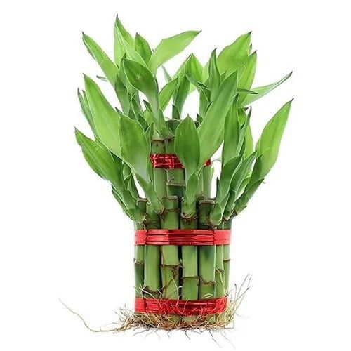2 Layer Lucky Bamboo (Dracaena Sanderiana)