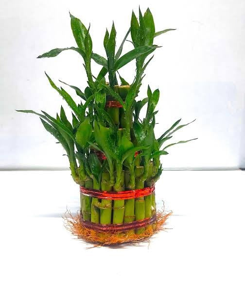 2 Layer Lucky Bamboo (Dracaena Sanderiana)