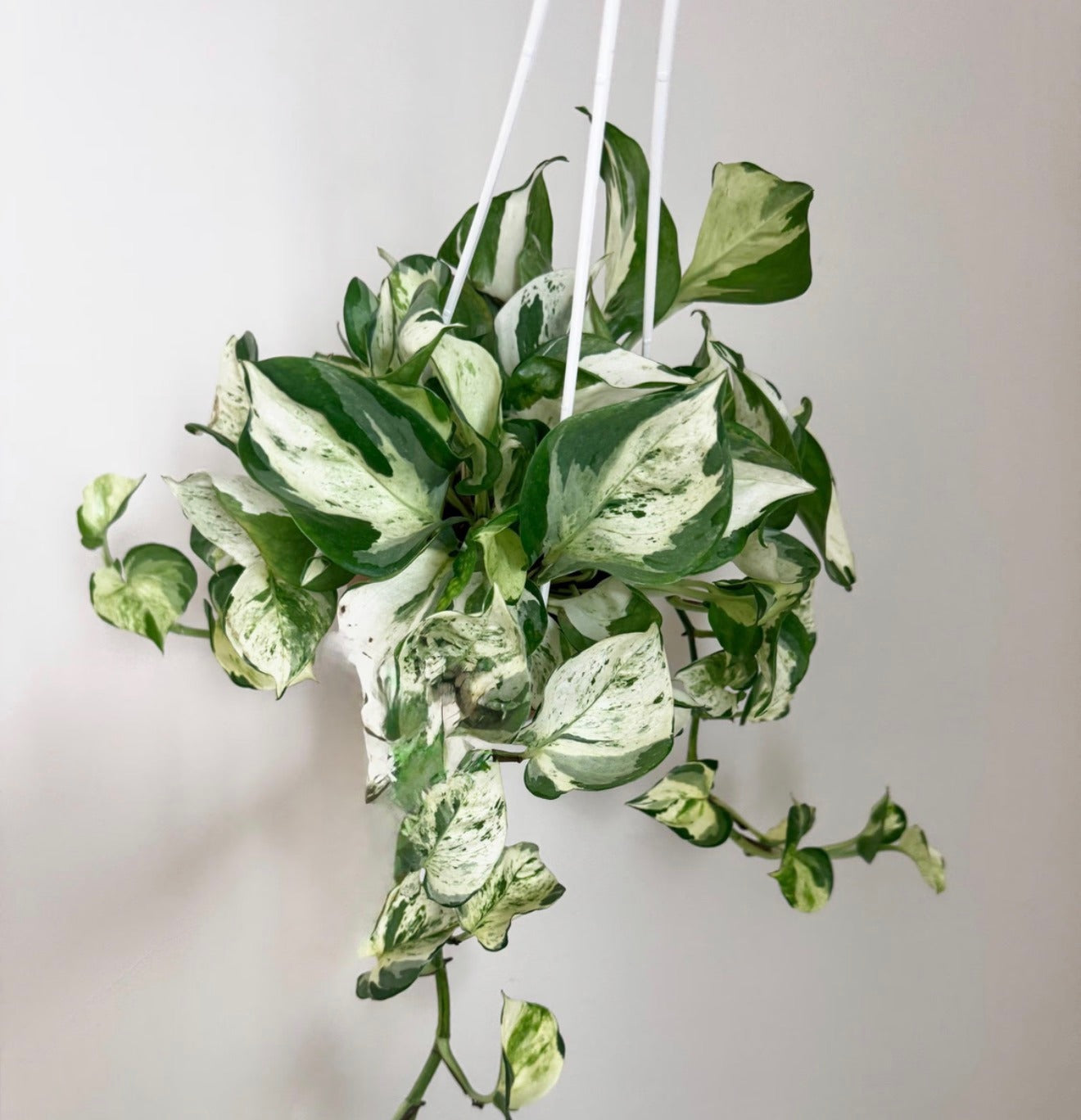 Manjula Pothos Hanging (Epipremnum Aureum 'Manjula')