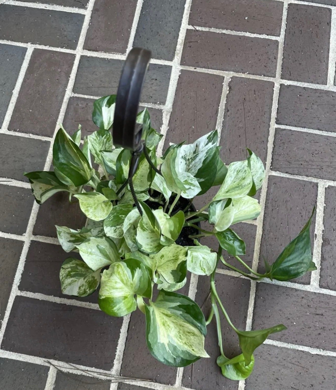 Manjula Pothos Hanging (Epipremnum Aureum 'Manjula')