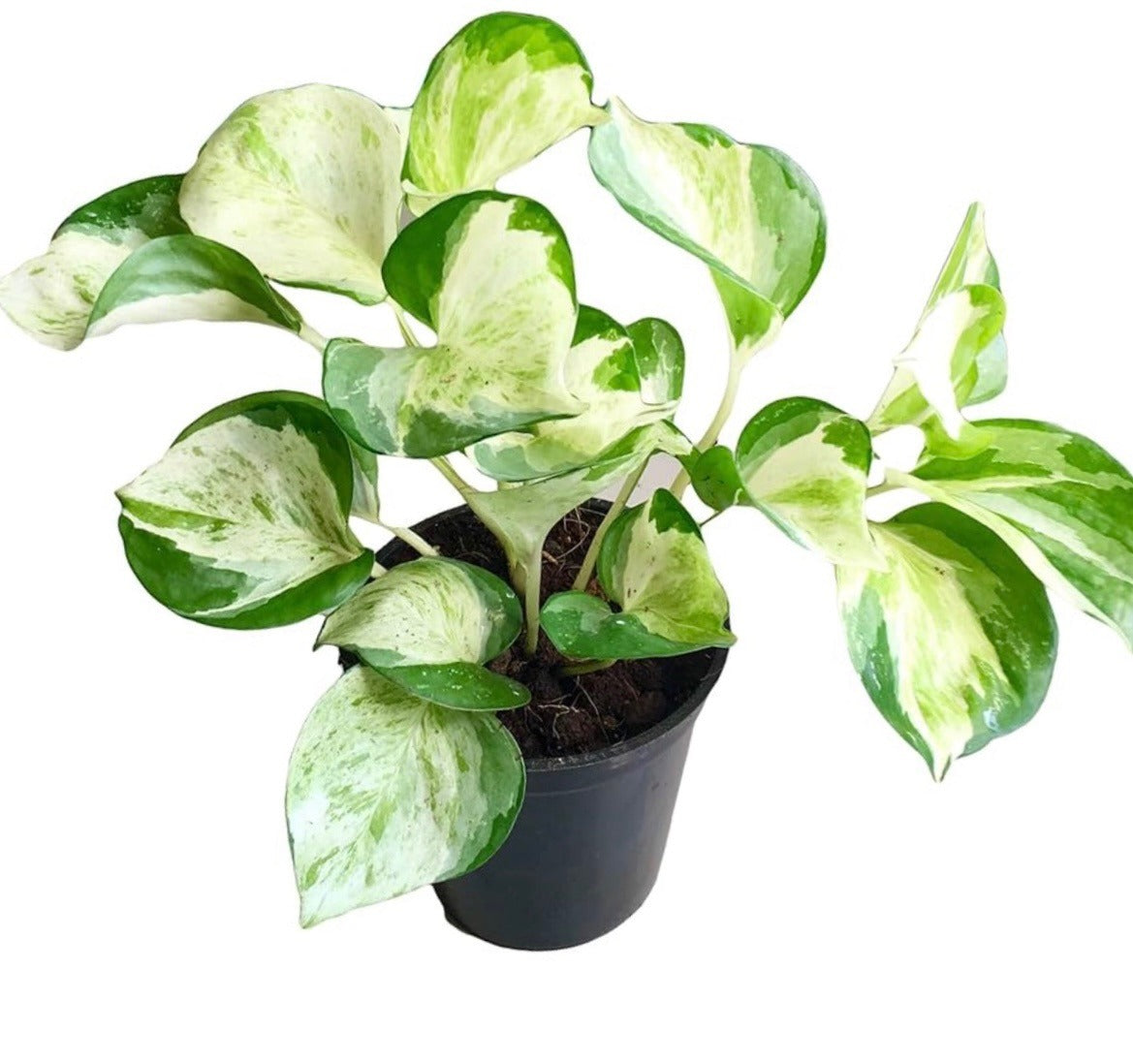 Manjula Pothos (Epipremnum Aureum 'Manjula')