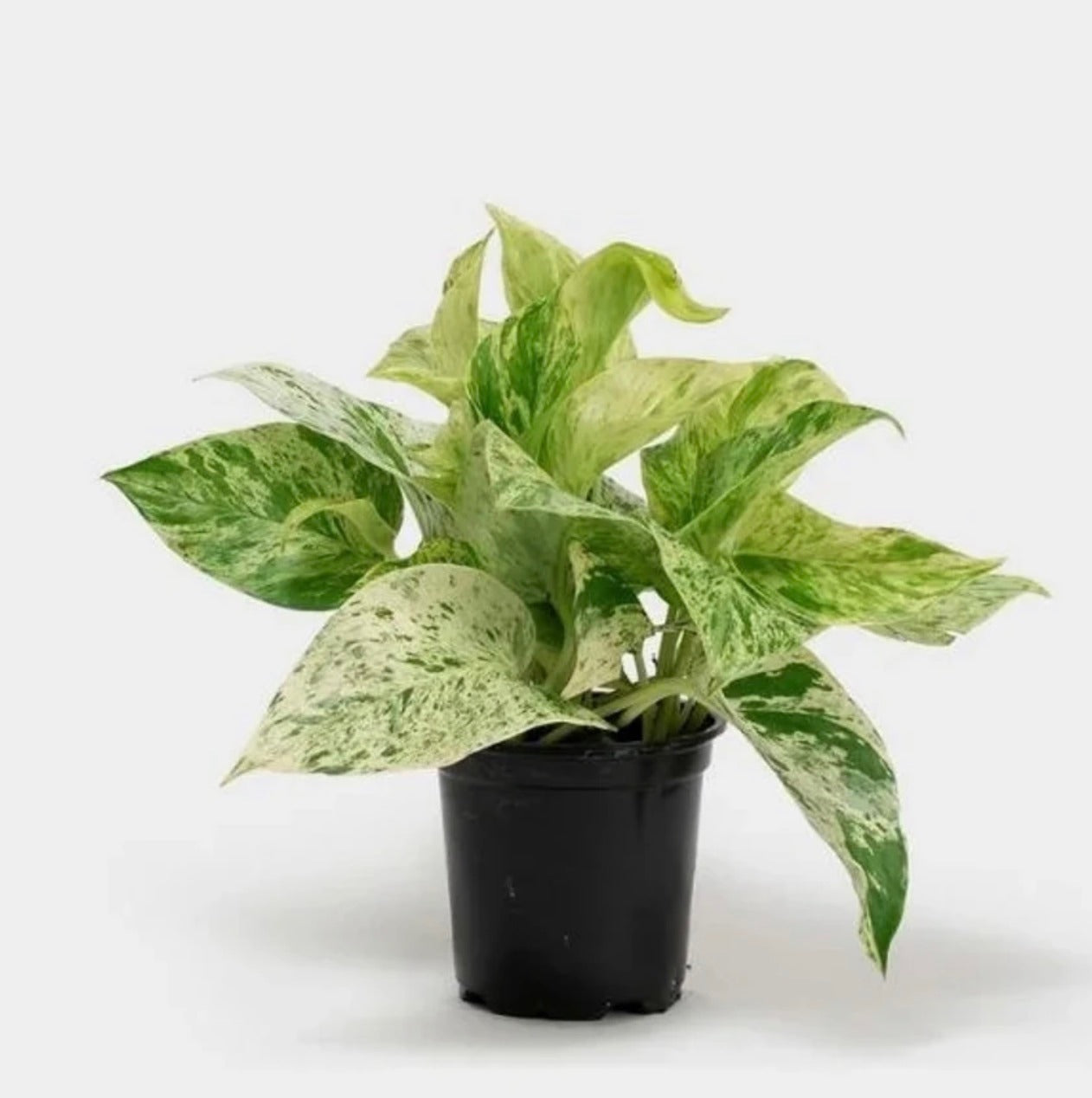 Marble Queen Pothos (Epipremnum Aureum 'Marble Queen')