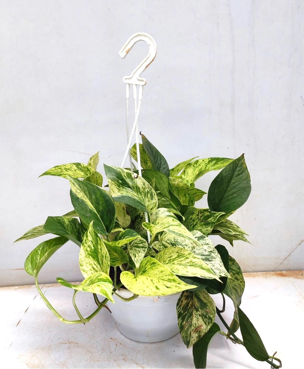Marble Queen Pothos Hanging (Epipremnum Aureum 'Marble Queen')