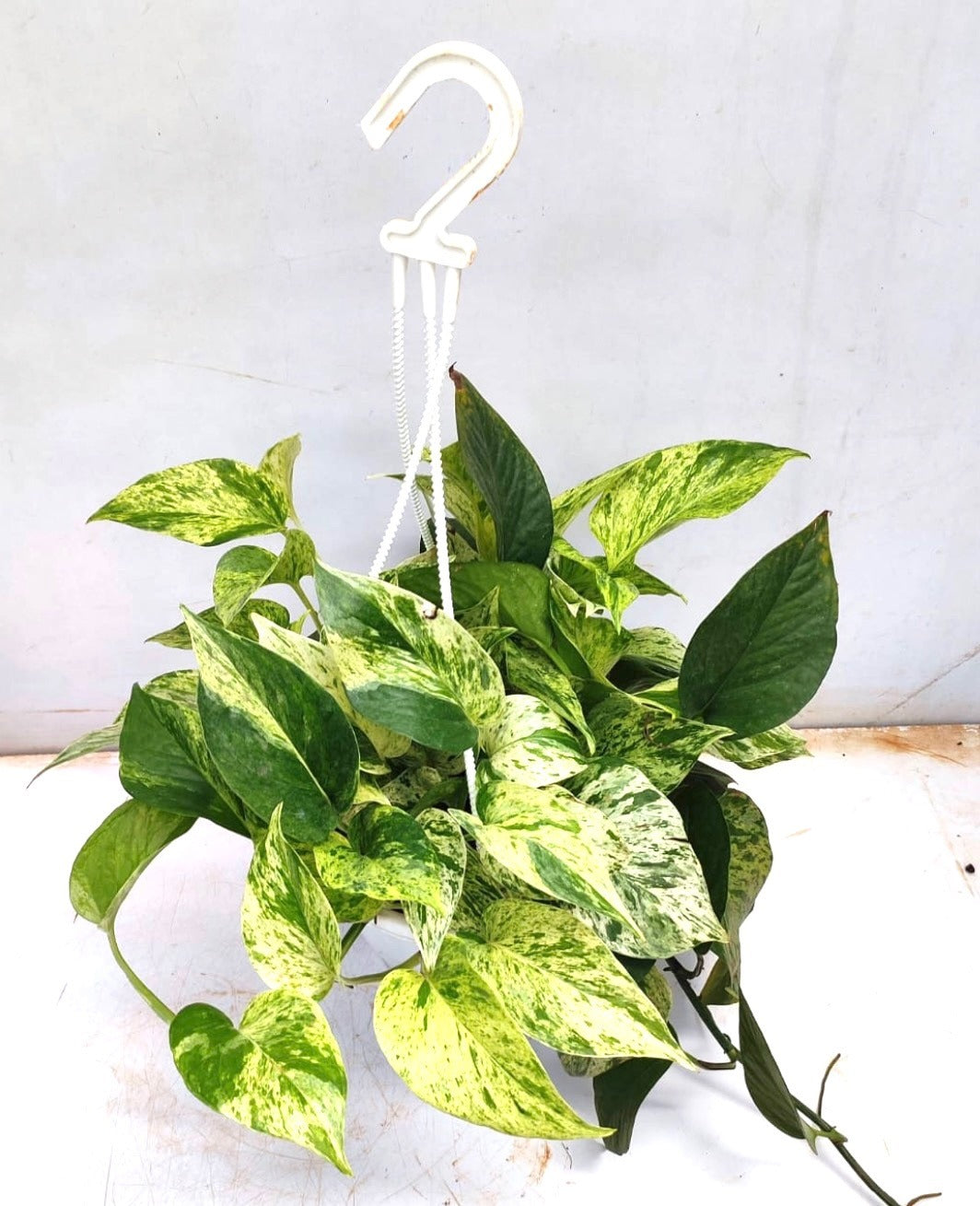 Marble Queen Pothos Hanging (Epipremnum Aureum 'Marble Queen')