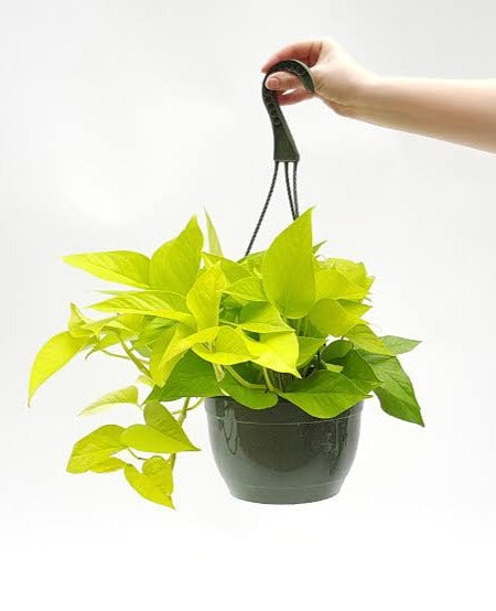 Neon Pothos Hanging (Epipremnum Aureum 'Neon')