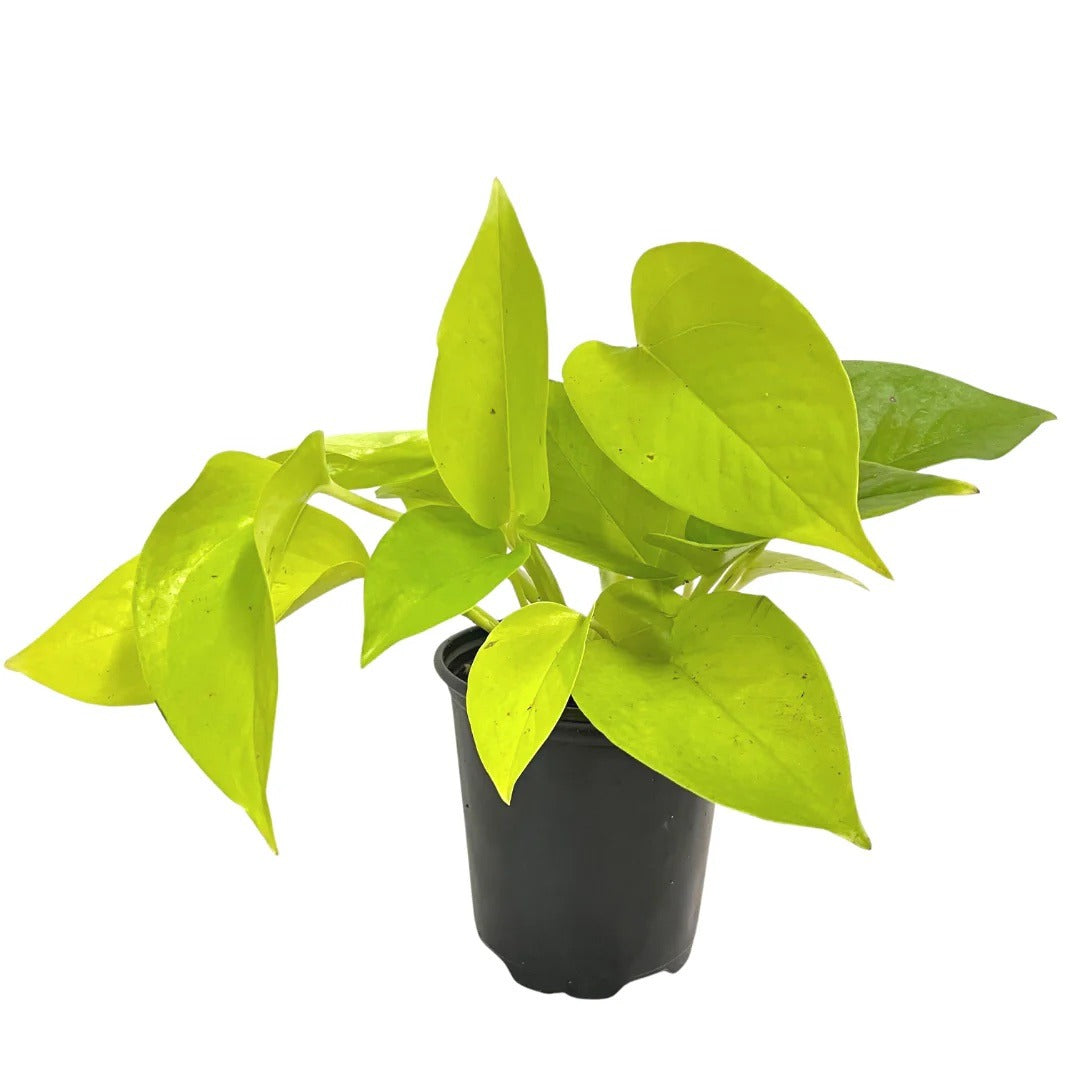 Neon Pothos (Epipremnum Aureum 'Neon')