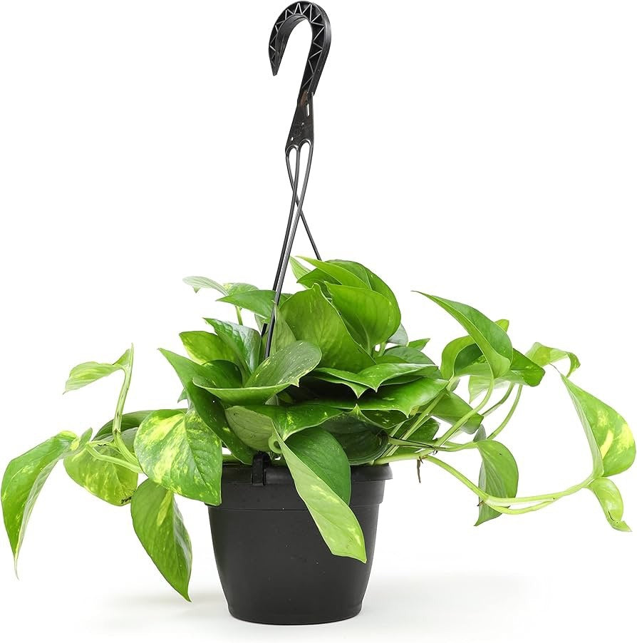Goldking Pothos Hanging (Epipremnum Aureum 'Gold King')