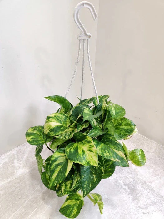 Goldking Pothos Hanging (Epipremnum Aureum 'Gold King')