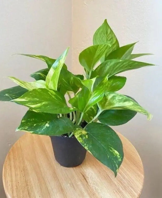 Goldking Pothos (Epipremnum Aureum 'Gold King')
