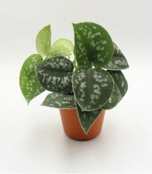 Happy Plant Parent