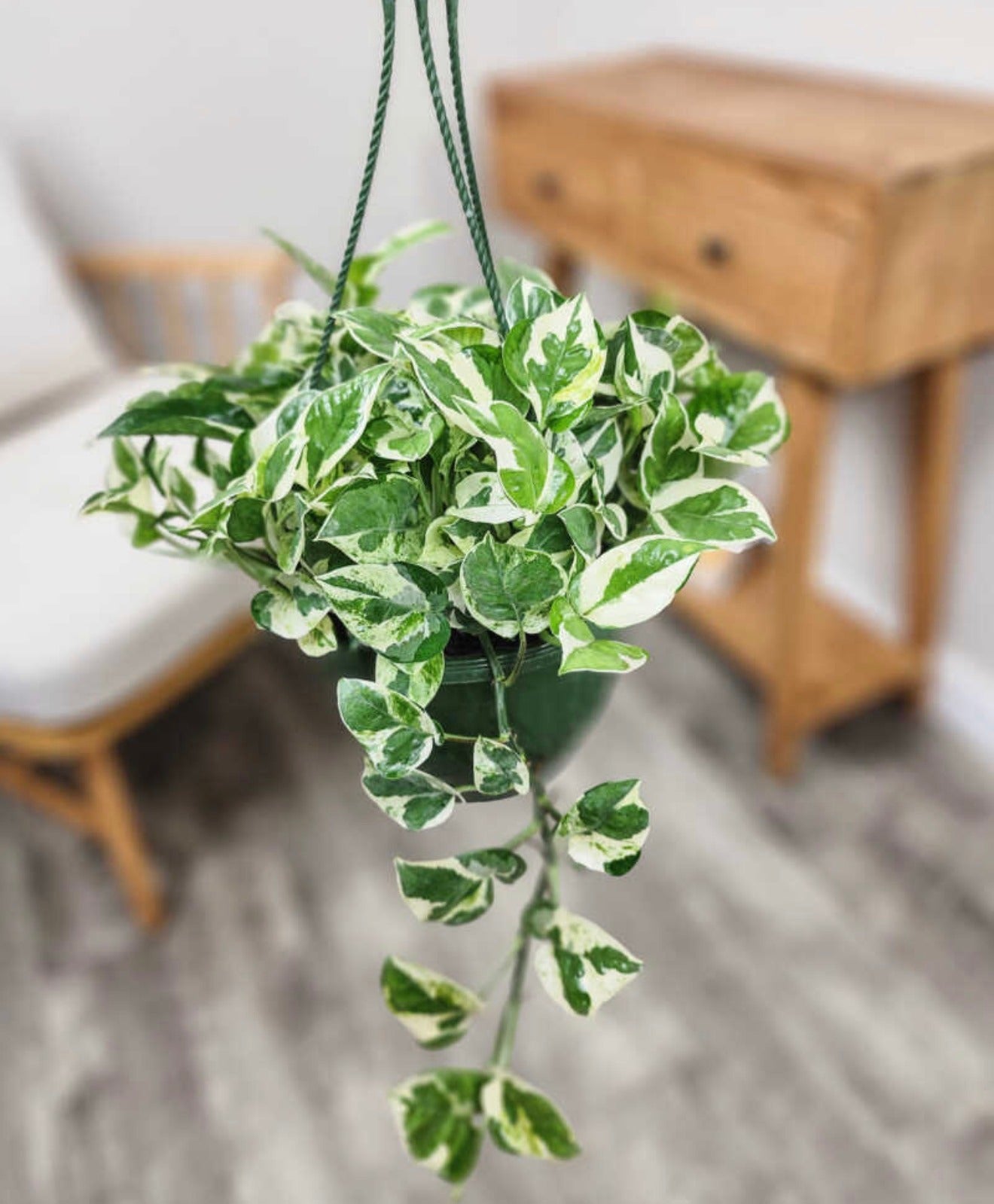 N'Joy Pothos Hanging (Epipremnum Aureum 'N'Joy')