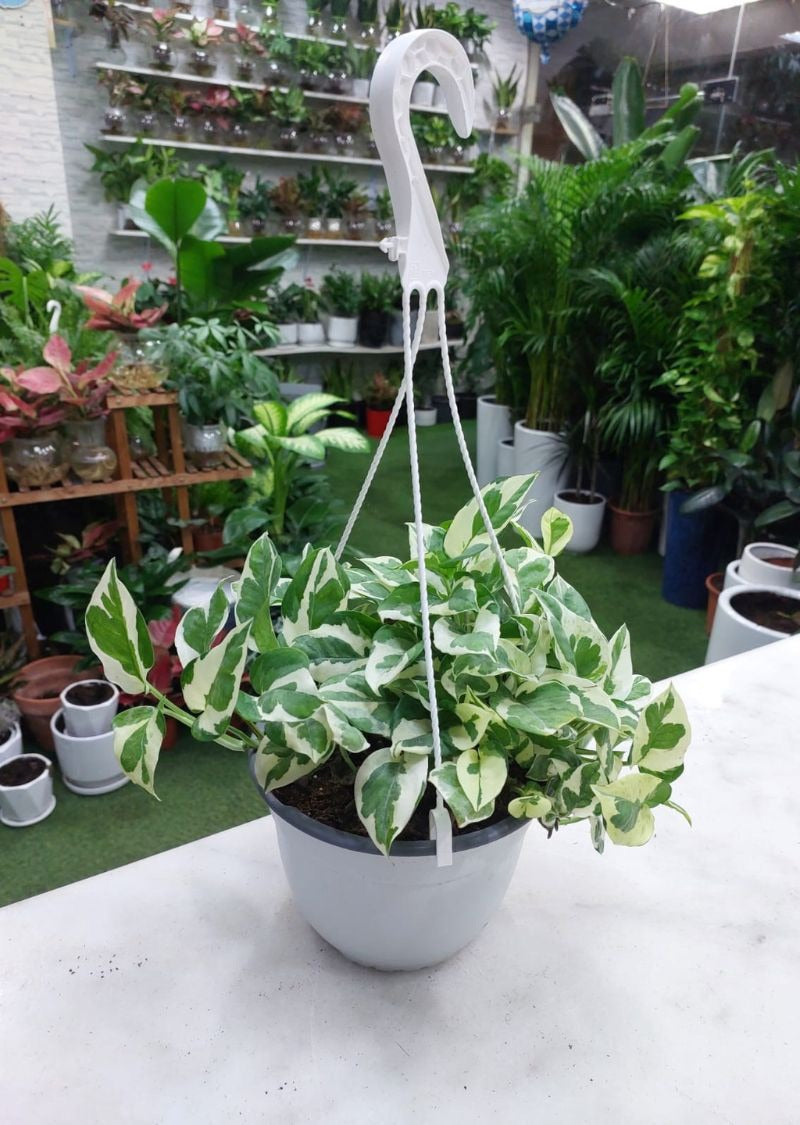 N'Joy Pothos Hanging (Epipremnum Aureum 'N'Joy')