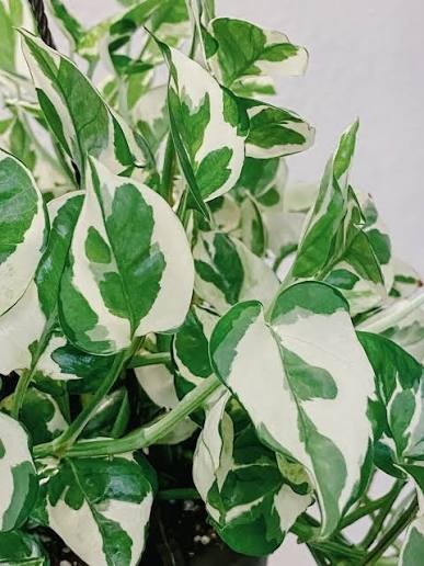 N'Joy Pothos Hanging (Epipremnum Aureum 'N'Joy')