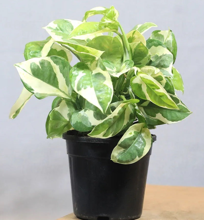N'Joy Pothos (Epipremnum Aureum 'N'Joy')