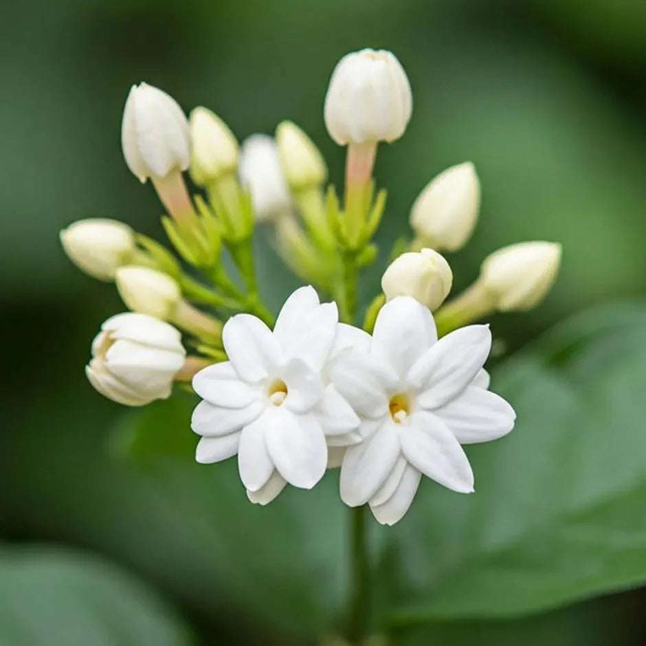 Kuttimulla (Arabian Jasmine) Combo of 2