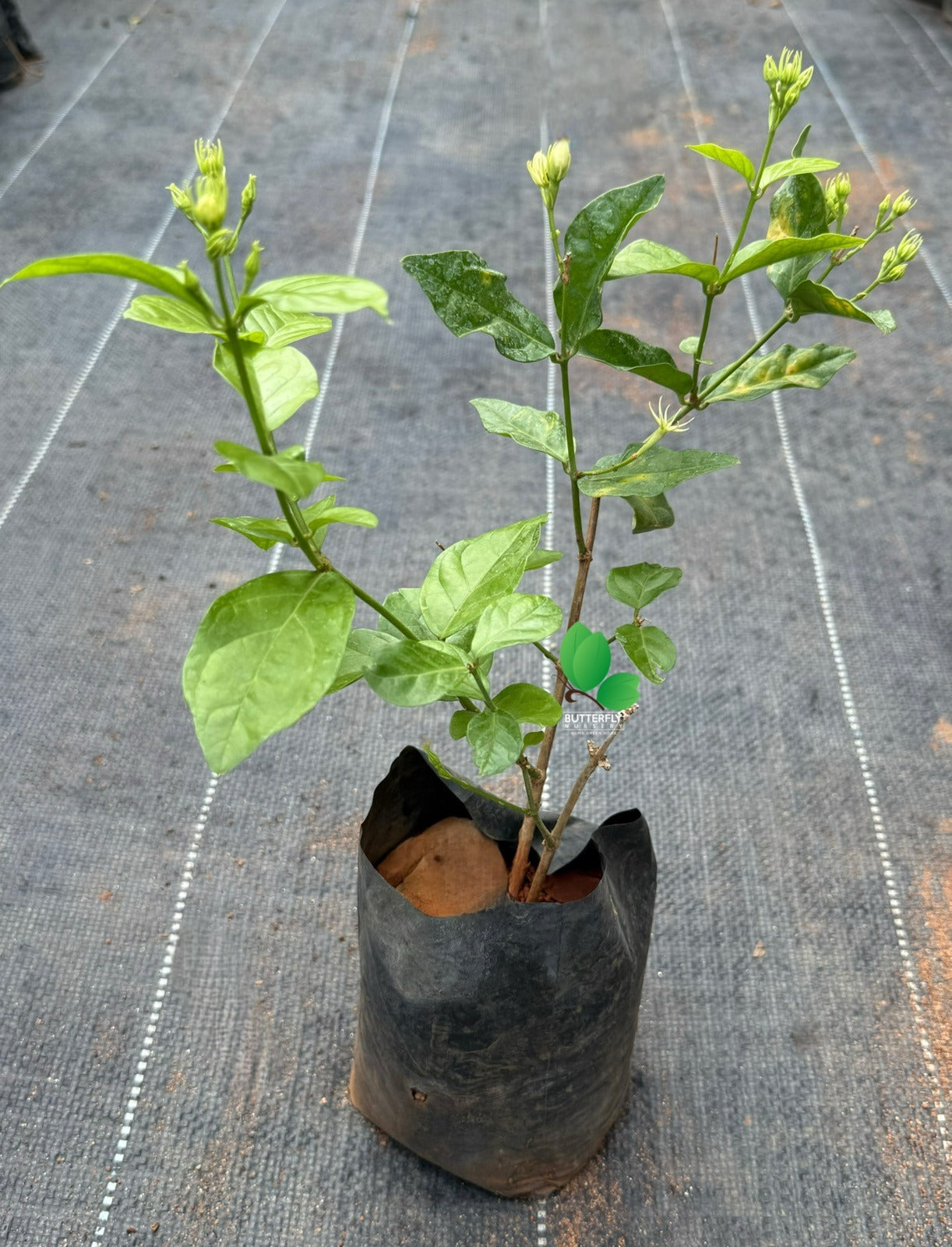 Kuttimulla (Arabian Jasmine) Combo of 2