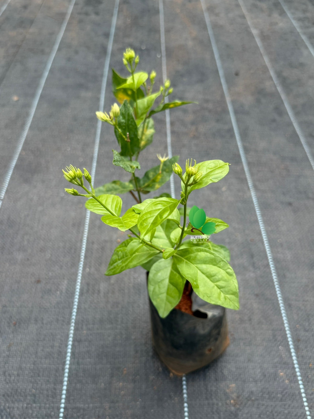 Kuttimulla (Arabian Jasmine) Combo of 2