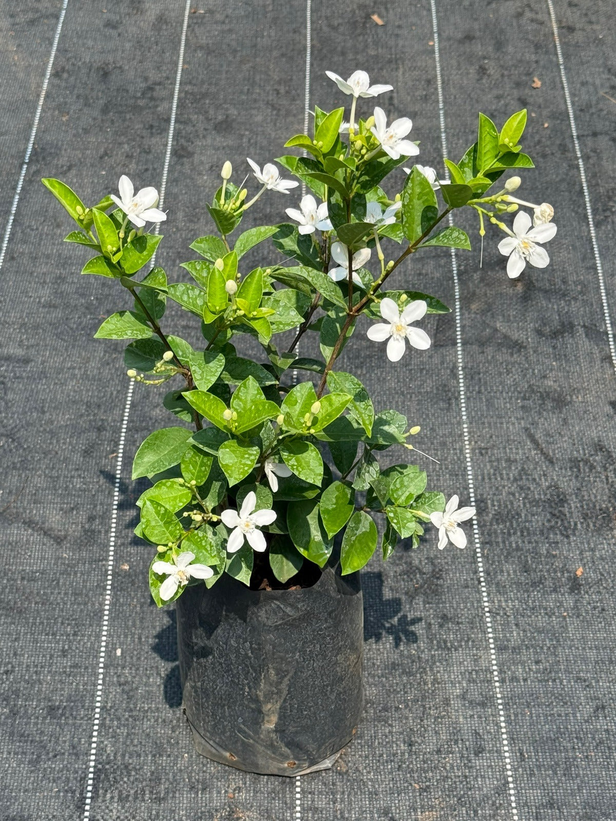 Sri Lankan Mulla (Jasminum Multiflorum)