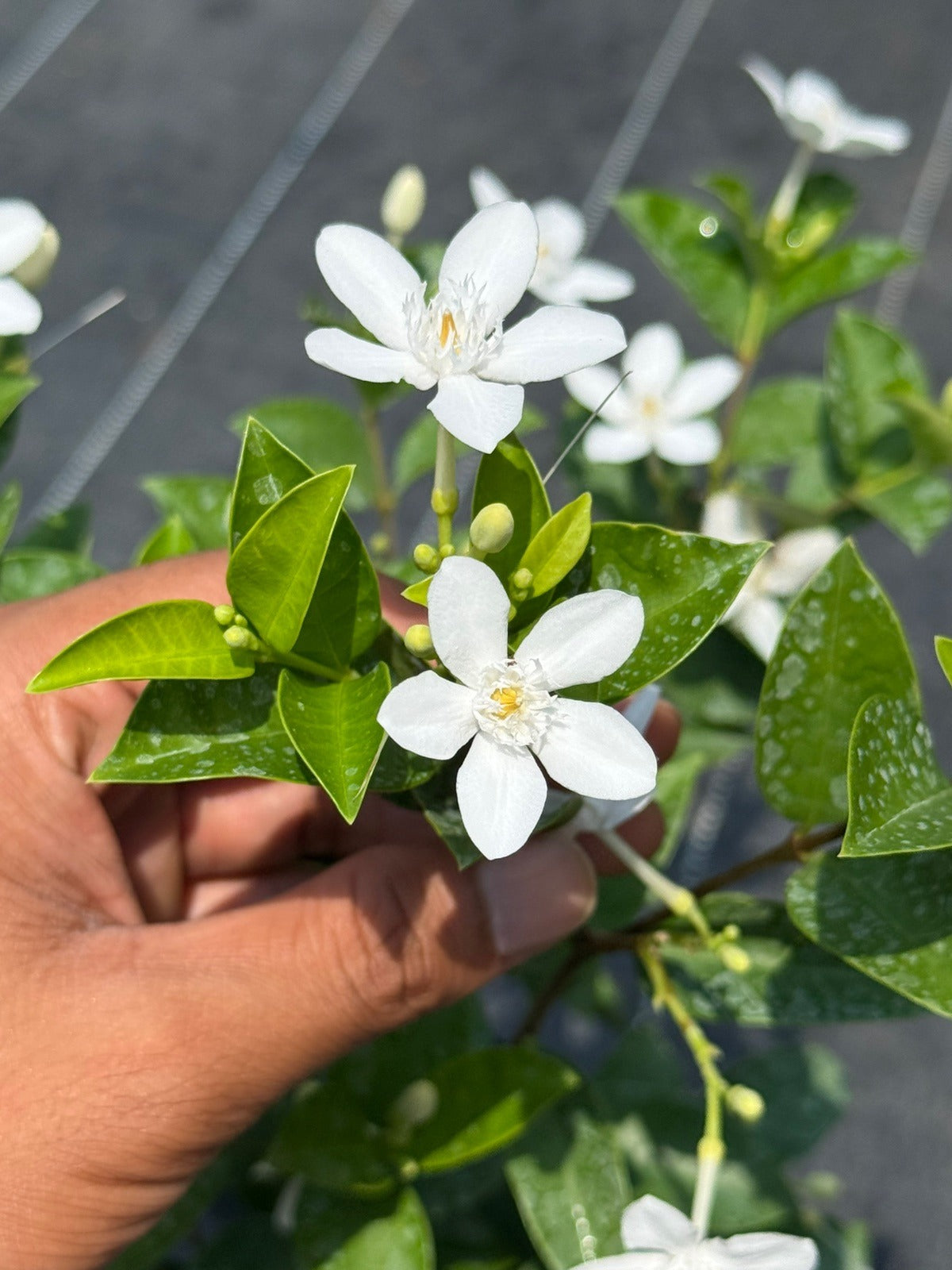 Sri Lankan Mulla (Jasminum Multiflorum)