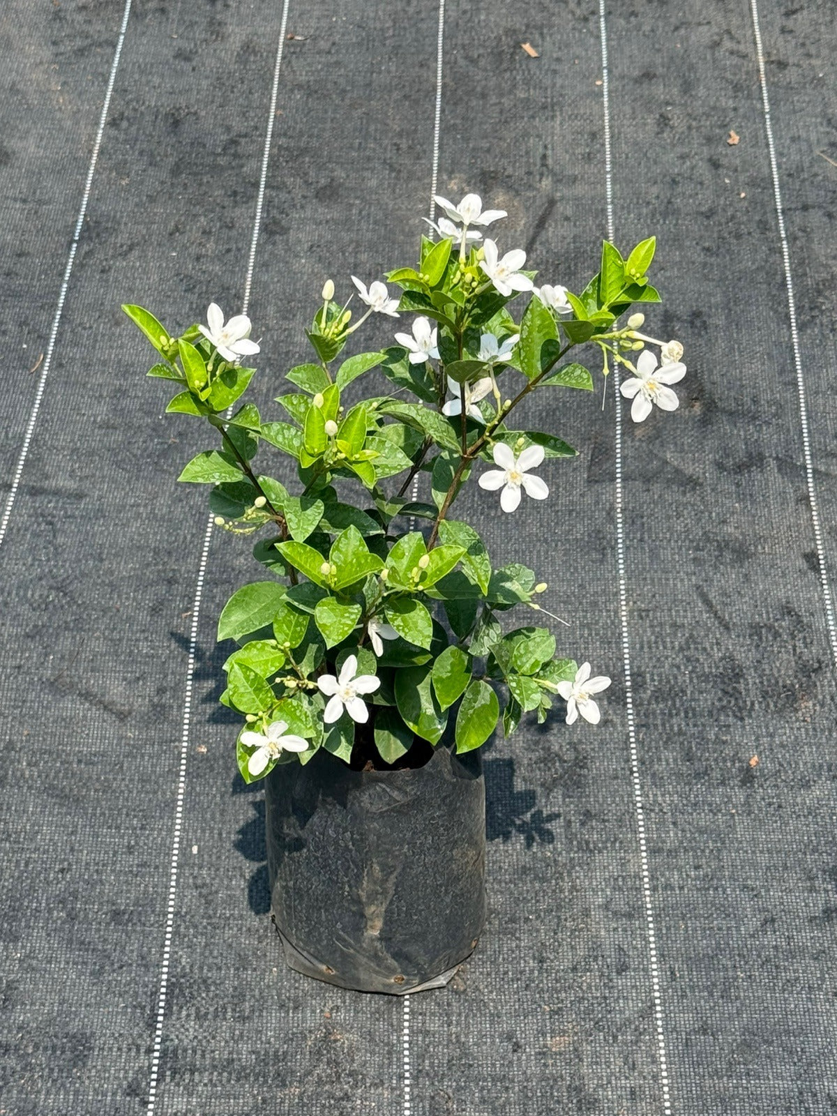 Sri Lankan Mulla (Jasminum Multiflorum)