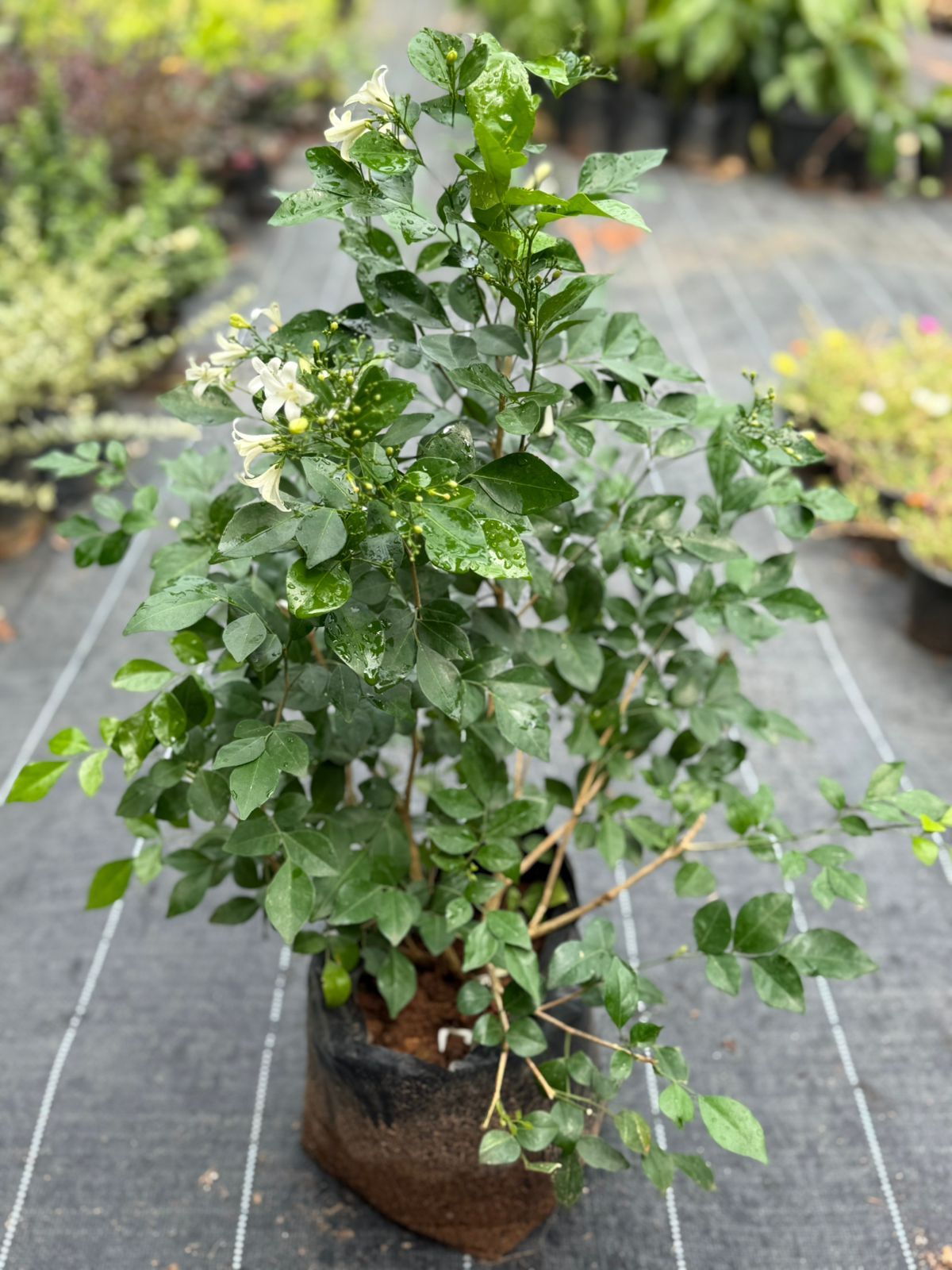 Maramulla (Murraya Paniculata)